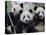 Three Subadult Giant Pandas Feeding on Bamboo, Wolong Nature Reserve, China-Eric Baccega-Stretched Canvas