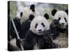 Three Subadult Giant Pandas Feeding on Bamboo, Wolong Nature Reserve, China-Eric Baccega-Stretched Canvas