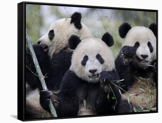 Three Subadult Giant Pandas Feeding on Bamboo, Wolong Nature Reserve, China-Eric Baccega-Framed Stretched Canvas