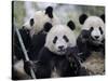 Three Subadult Giant Pandas Feeding on Bamboo, Wolong Nature Reserve, China-Eric Baccega-Stretched Canvas