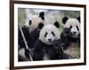 Three Subadult Giant Pandas Feeding on Bamboo, Wolong Nature Reserve, China-Eric Baccega-Framed Premium Photographic Print