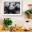 Three Subadult Giant Pandas Feeding on Bamboo, Wolong Nature Reserve, China-Eric Baccega-Framed Premium Photographic Print displayed on a wall