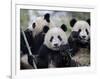 Three Subadult Giant Pandas Feeding on Bamboo, Wolong Nature Reserve, China-Eric Baccega-Framed Premium Photographic Print