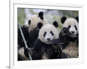 Three Subadult Giant Pandas Feeding on Bamboo, Wolong Nature Reserve, China-Eric Baccega-Framed Premium Photographic Print