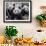 Three Subadult Giant Pandas Feeding on Bamboo, Wolong Nature Reserve, China-Eric Baccega-Framed Premium Photographic Print displayed on a wall