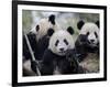 Three Subadult Giant Pandas Feeding on Bamboo, Wolong Nature Reserve, China-Eric Baccega-Framed Premium Photographic Print