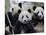 Three Subadult Giant Pandas Feeding on Bamboo, Wolong Nature Reserve, China-Eric Baccega-Mounted Premium Photographic Print