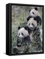 Three Subadult Giant Pandas Feeding on Bamboo Wolong Nature Reserve, China-Eric Baccega-Framed Stretched Canvas