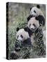 Three Subadult Giant Pandas Feeding on Bamboo Wolong Nature Reserve, China-Eric Baccega-Stretched Canvas