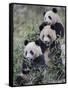 Three Subadult Giant Pandas Feeding on Bamboo Wolong Nature Reserve, China-Eric Baccega-Framed Stretched Canvas