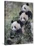 Three Subadult Giant Pandas Feeding on Bamboo Wolong Nature Reserve, China-Eric Baccega-Stretched Canvas