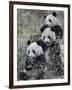 Three Subadult Giant Pandas Feeding on Bamboo Wolong Nature Reserve, China-Eric Baccega-Framed Premium Photographic Print