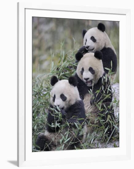 Three Subadult Giant Pandas Feeding on Bamboo Wolong Nature Reserve, China-Eric Baccega-Framed Premium Photographic Print