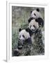 Three Subadult Giant Pandas Feeding on Bamboo Wolong Nature Reserve, China-Eric Baccega-Framed Premium Photographic Print