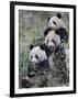 Three Subadult Giant Pandas Feeding on Bamboo Wolong Nature Reserve, China-Eric Baccega-Framed Premium Photographic Print