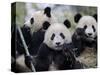 Three Subadult Giant Pandas Feeding on Bamboo, Wolong Nature Reserve, China-Eric Baccega-Stretched Canvas