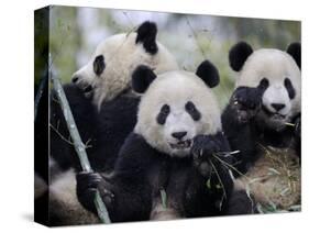 Three Subadult Giant Pandas Feeding on Bamboo, Wolong Nature Reserve, China-Eric Baccega-Stretched Canvas