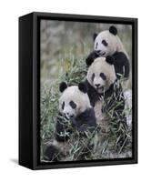 Three Subadult Giant Pandas Feeding on Bamboo Wolong Nature Reserve, China-Eric Baccega-Framed Stretched Canvas