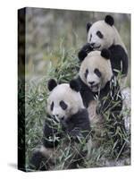 Three Subadult Giant Pandas Feeding on Bamboo Wolong Nature Reserve, China-Eric Baccega-Stretched Canvas