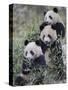 Three Subadult Giant Pandas Feeding on Bamboo Wolong Nature Reserve, China-Eric Baccega-Stretched Canvas