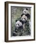 Three Subadult Giant Pandas Feeding on Bamboo Wolong Nature Reserve, China-Eric Baccega-Framed Premium Photographic Print