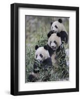 Three Subadult Giant Pandas Feeding on Bamboo Wolong Nature Reserve, China-Eric Baccega-Framed Photographic Print