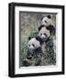 Three Subadult Giant Pandas Feeding on Bamboo Wolong Nature Reserve, China-Eric Baccega-Framed Photographic Print