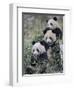 Three Subadult Giant Pandas Feeding on Bamboo Wolong Nature Reserve, China-Eric Baccega-Framed Photographic Print