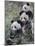 Three Subadult Giant Pandas Feeding on Bamboo Wolong Nature Reserve, China-Eric Baccega-Mounted Photographic Print