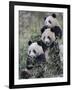 Three Subadult Giant Pandas Feeding on Bamboo Wolong Nature Reserve, China-Eric Baccega-Framed Photographic Print