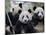 Three Subadult Giant Pandas Feeding on Bamboo, Wolong Nature Reserve, China-Eric Baccega-Mounted Photographic Print