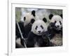 Three Subadult Giant Pandas Feeding on Bamboo, Wolong Nature Reserve, China-Eric Baccega-Framed Photographic Print