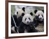 Three Subadult Giant Pandas Feeding on Bamboo, Wolong Nature Reserve, China-Eric Baccega-Framed Photographic Print