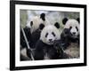 Three Subadult Giant Pandas Feeding on Bamboo, Wolong Nature Reserve, China-Eric Baccega-Framed Photographic Print