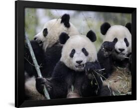 Three Subadult Giant Pandas Feeding on Bamboo, Wolong Nature Reserve, China-Eric Baccega-Framed Photographic Print