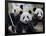 Three Subadult Giant Pandas Feeding on Bamboo, Wolong Nature Reserve, China-Eric Baccega-Framed Photographic Print