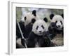 Three Subadult Giant Pandas Feeding on Bamboo, Wolong Nature Reserve, China-Eric Baccega-Framed Photographic Print