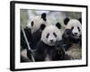 Three Subadult Giant Pandas Feeding on Bamboo, Wolong Nature Reserve, China-Eric Baccega-Framed Photographic Print