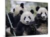 Three Subadult Giant Pandas Feeding on Bamboo, Wolong Nature Reserve, China-Eric Baccega-Mounted Photographic Print