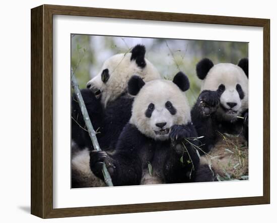 Three Subadult Giant Pandas Feeding on Bamboo, Wolong Nature Reserve, China-Eric Baccega-Framed Photographic Print