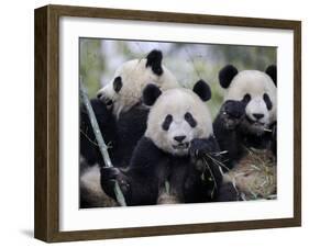 Three Subadult Giant Pandas Feeding on Bamboo, Wolong Nature Reserve, China-Eric Baccega-Framed Photographic Print