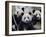 Three Subadult Giant Pandas Feeding on Bamboo, Wolong Nature Reserve, China-Eric Baccega-Framed Photographic Print