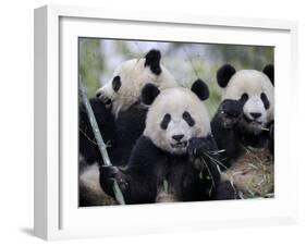 Three Subadult Giant Pandas Feeding on Bamboo, Wolong Nature Reserve, China-Eric Baccega-Framed Photographic Print