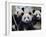 Three Subadult Giant Pandas Feeding on Bamboo, Wolong Nature Reserve, China-Eric Baccega-Framed Photographic Print