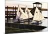 Three Sunfish II-Alan Hausenflock-Mounted Photographic Print