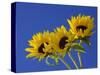 Three Sunflowers Blooms, Helianthus Annuus, United Kingdom-Steve & Ann Toon-Stretched Canvas