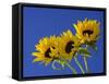 Three Sunflowers Blooms, Helianthus Annuus, United Kingdom-Steve & Ann Toon-Framed Stretched Canvas