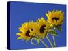 Three Sunflowers Blooms, Helianthus Annuus, United Kingdom-Steve & Ann Toon-Stretched Canvas