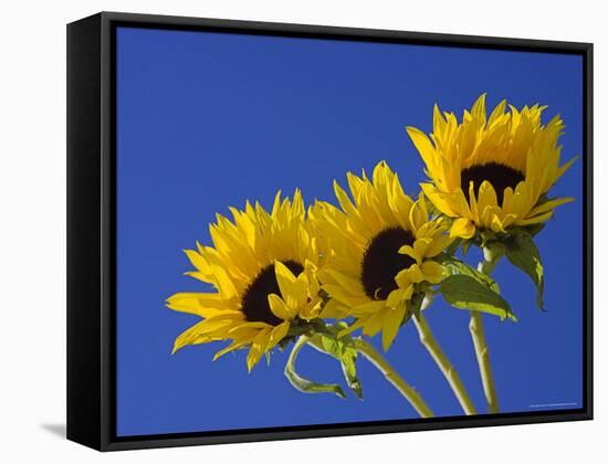 Three Sunflowers Blooms, Helianthus Annuus, United Kingdom-Steve & Ann Toon-Framed Stretched Canvas