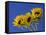 Three Sunflowers Blooms, Helianthus Annuus, United Kingdom-Steve & Ann Toon-Framed Stretched Canvas